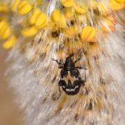 Tachyerges salicis (Linnaeus, 1758) - Charançon du Saule