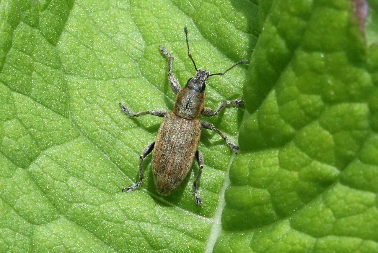 Tanymecus palliatus (Fabricius, 1787)