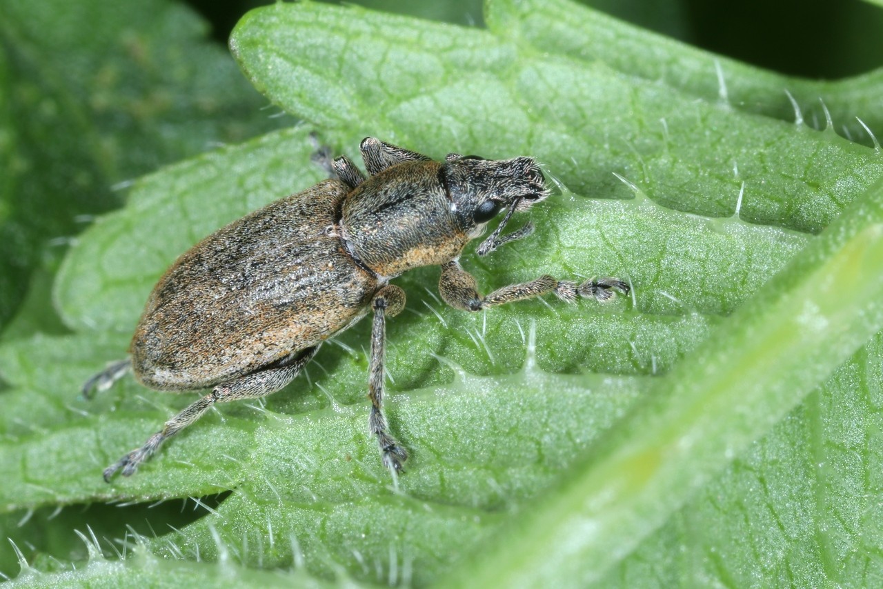 Tanymecus palliatus (Fabricius, 1787)