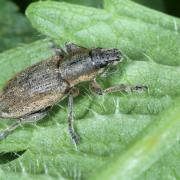 Tanymecus palliatus (Fabricius, 1787)