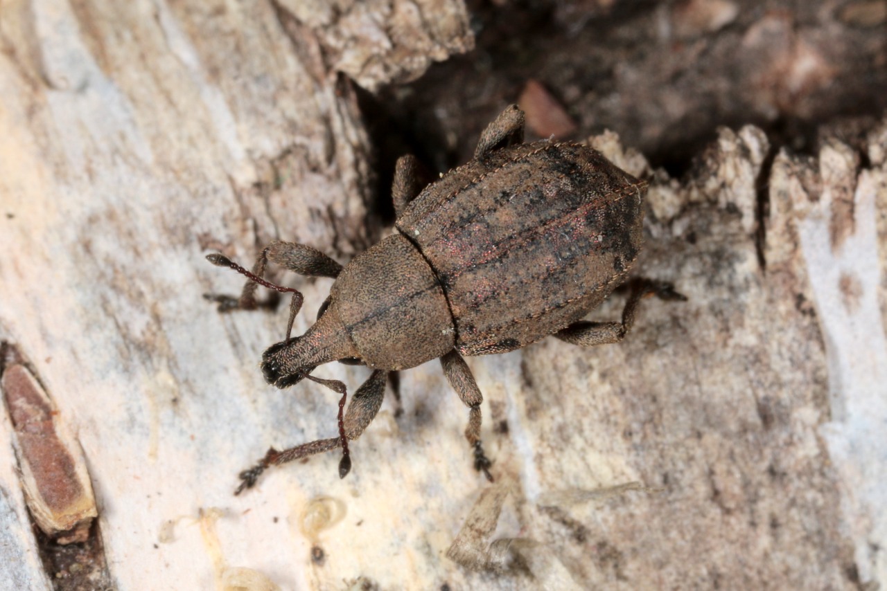 Tropiphorus elevatus (Herbst, 1795)