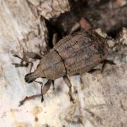 Tropiphorus elevatus (Herbst, 1795)