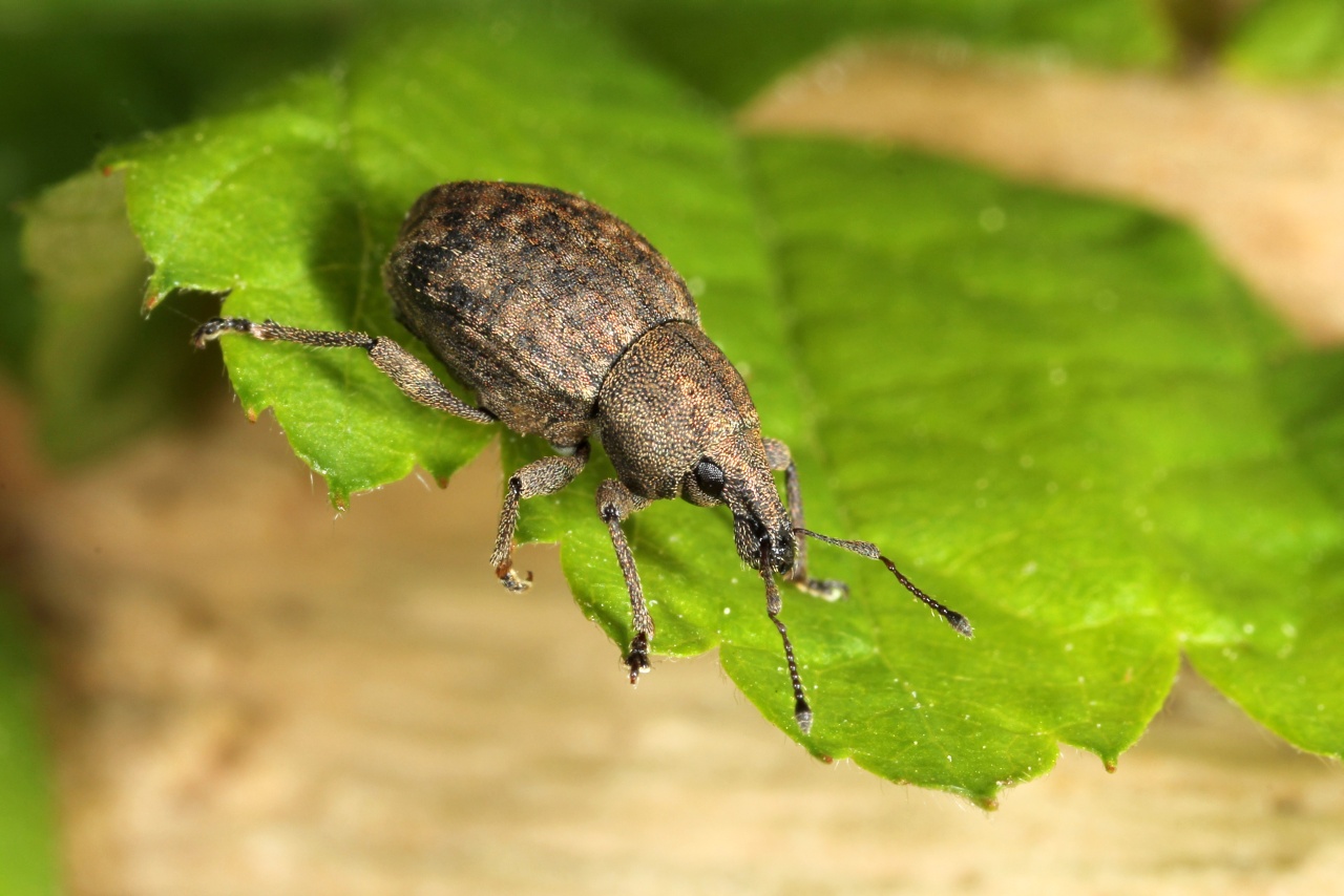 Tropiphorus elevatus (Herbst, 1795)