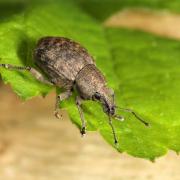 Tropiphorus elevatus (Herbst, 1795)