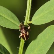 Tychius quinquepunctatus (Linnaeus, 1758)