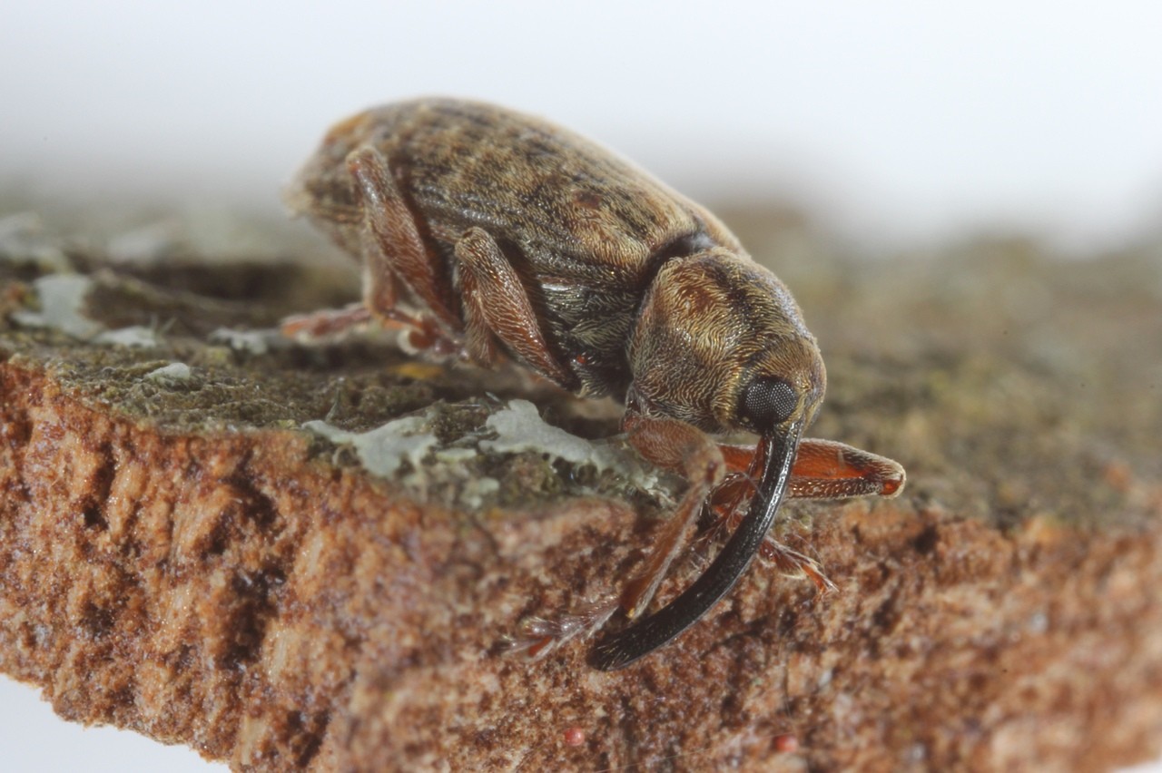 Dorytomus longimanus (Forster, 1771) (femelle)