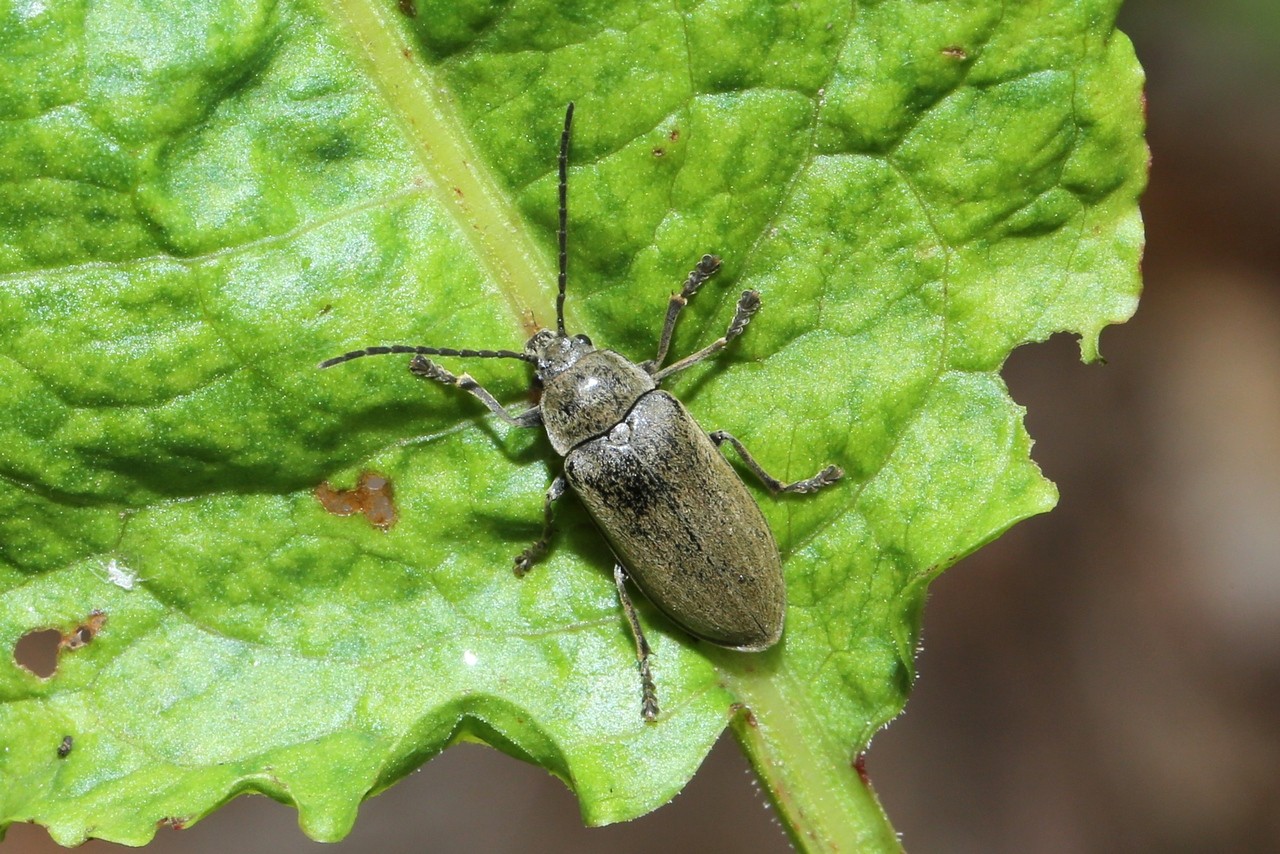 Dascillus cervinus (Linnaeus, 1758) - Dascille montagnard 