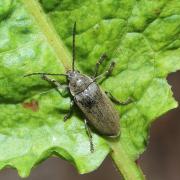 Dascillus cervinus (Linnaeus, 1758) - Dascille montagnard 