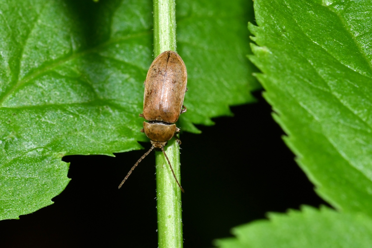 Dascillus cervinus (Linnaeus, 1758) - Dascille montagnard