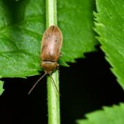 Dascillus cervinus (Linnaeus, 1758) - Dascille montagnard