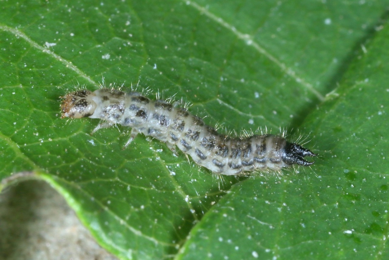 Melyridae (larve)