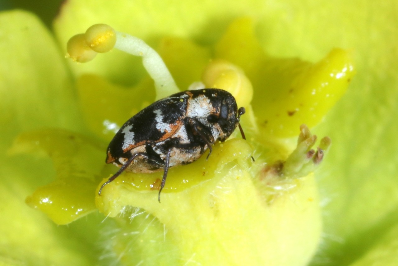 Anthrenus scrophulariae (Linnaeus, 1758) - Anthrène à broderie