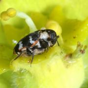 Anthrenus scrophulariae (Linnaeus, 1758) - Anthrène à broderie