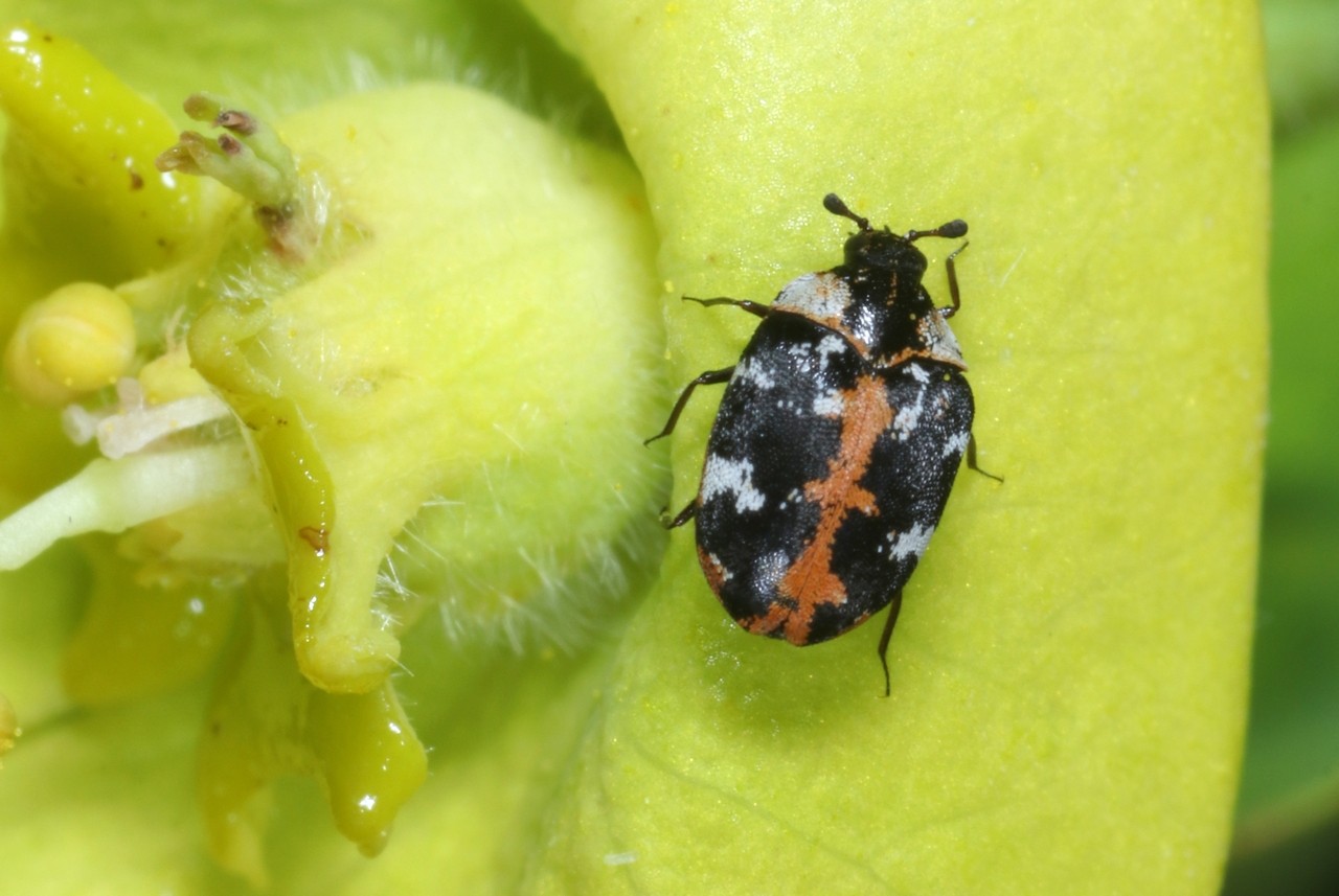 Anthrenus scrophulariae (Linnaeus, 1758) - Anthrène à broderie