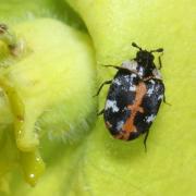 Anthrenus scrophulariae (Linnaeus, 1758) - Anthrène à broderie