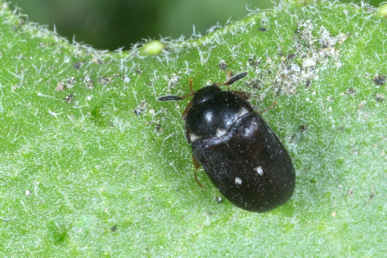 Attagenus pellio (Linnaeus, 1758) - Dermeste triste (mâle)