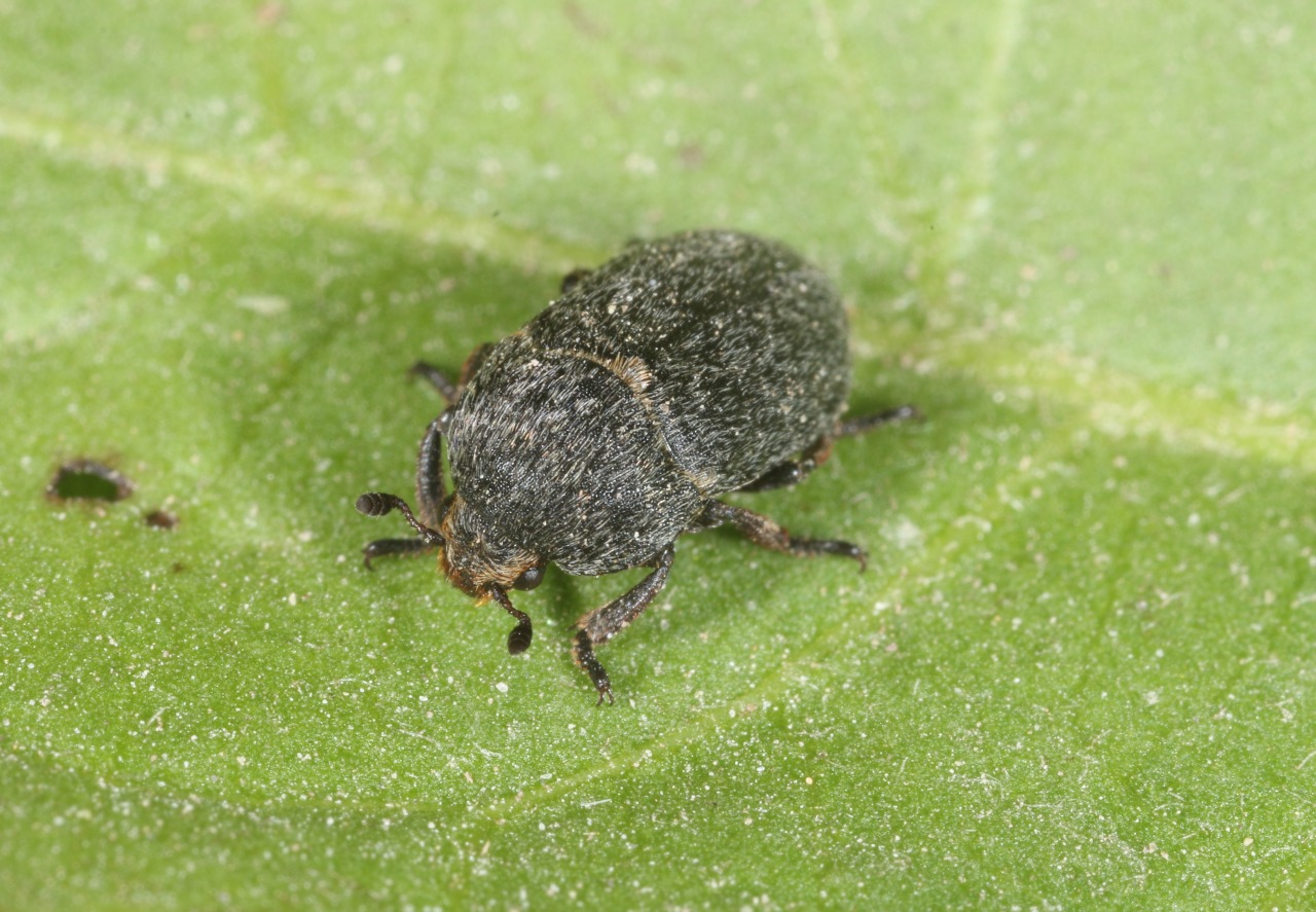 Dermestes laniarius Illiger, 1801