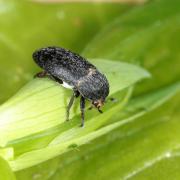 Dermestes laniarius Illiger, 1801