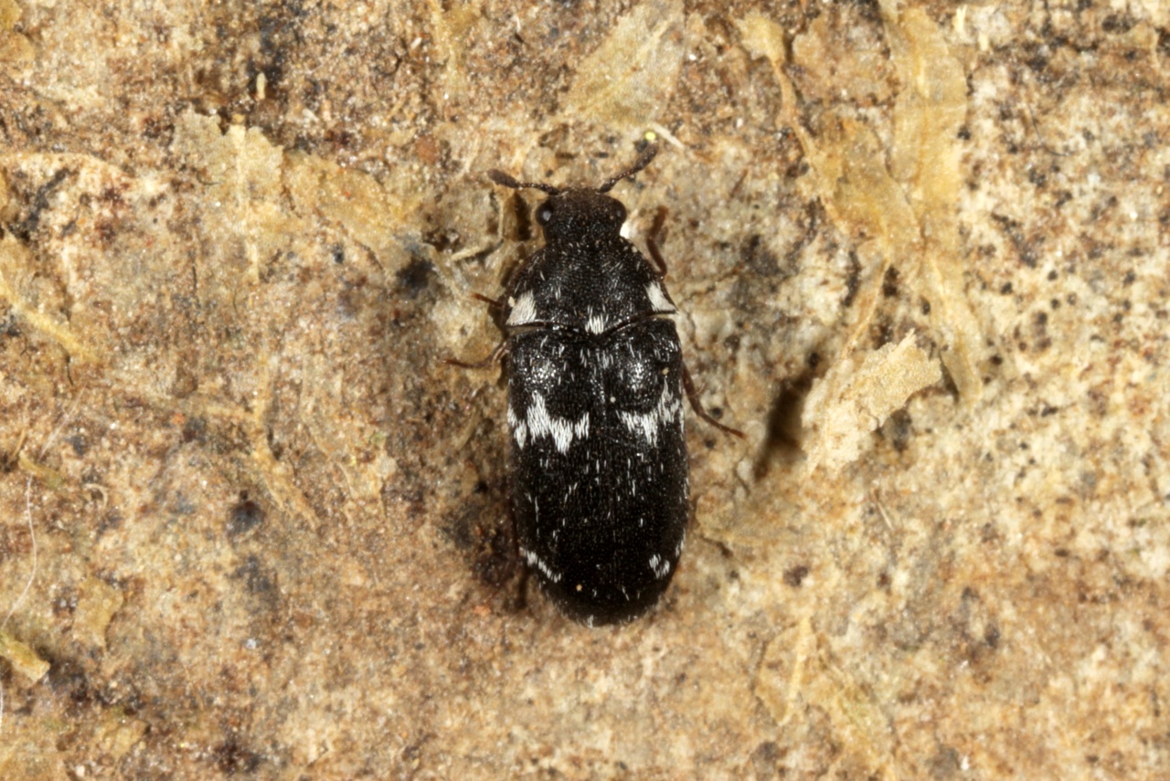 Megatoma undata (Linnaeus, 1758)