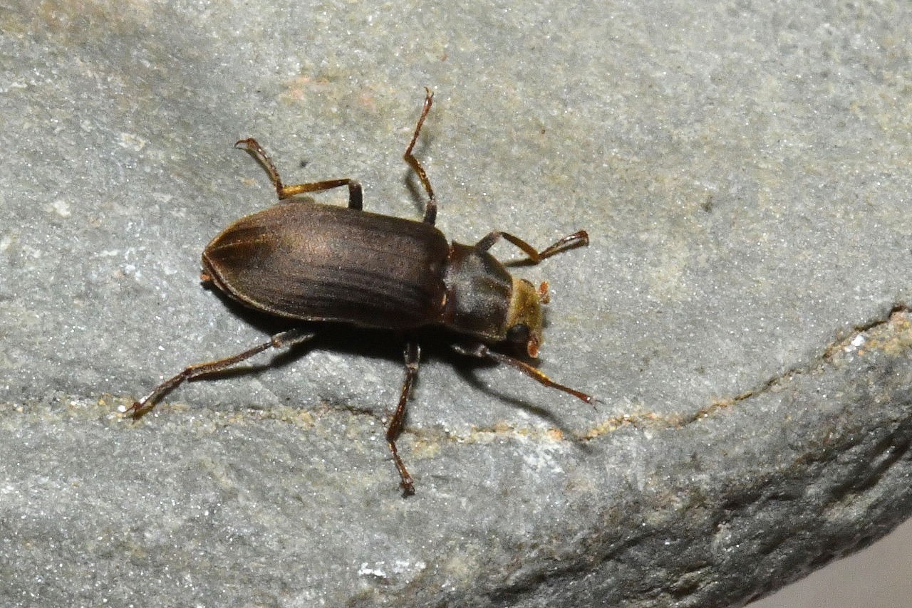 Pomatinus substriatus (P.W.J. Müller, 1806)