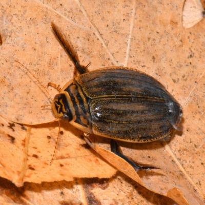 Acilius sulcatus (Linnaeus, 1758) - Dytique sillonné, Dytique abeille (femelle)