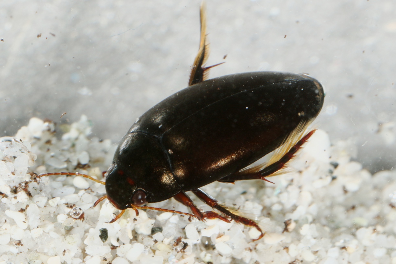 Agabus bipustulatus (Linnaeus, 1767)