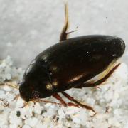 Agabus bipustulatus (Linnaeus, 1767)