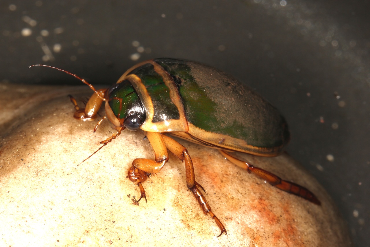 Dytiscus marginalis Linnaeus, 1758 - Dytique bordé (mâle)