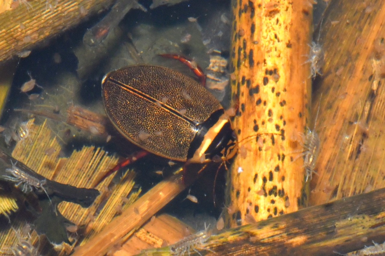 Graphoderus cinereus (Linnaeus, 1758) - Dytique cendré