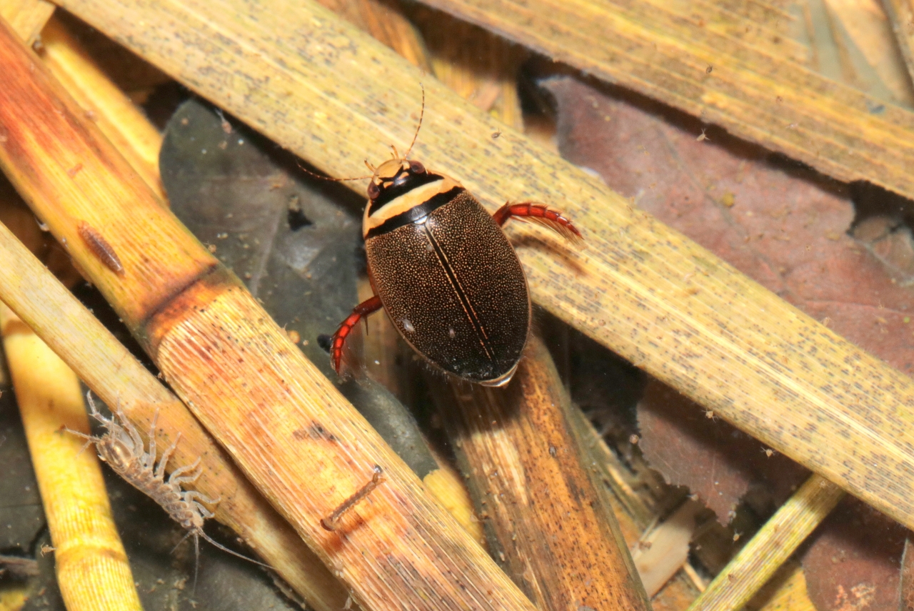 Graphoderus cinereus (Linnaeus, 1758) - Dytique cendré