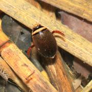 Graphoderus cinereus (Linnaeus, 1758) - Dytique cendré