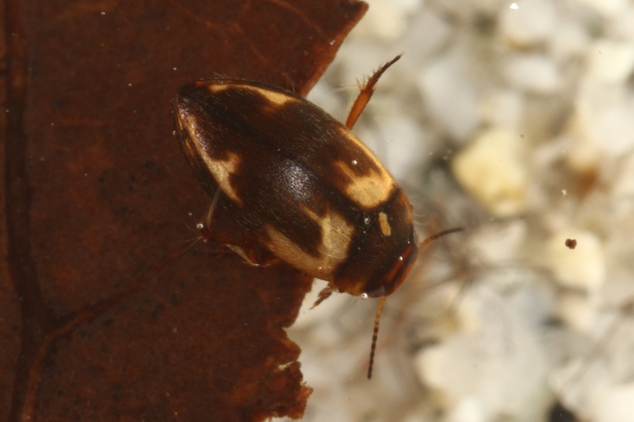 Hydroporus palustris (Linnaeus, 1760) - Hydropore des marais