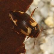 Hydroporus palustris (Linnaeus, 1760) - Hydropore des marais