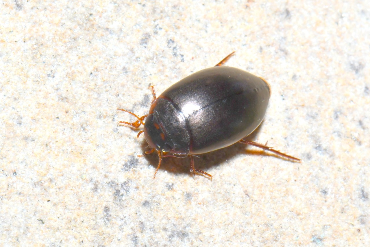 Ilybius fuliginosus (Fabricius, 1792)