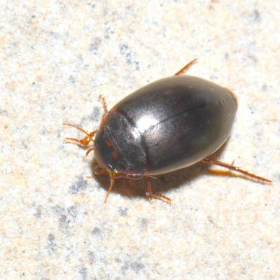 Ilybius fuliginosus (Fabricius, 1792)
