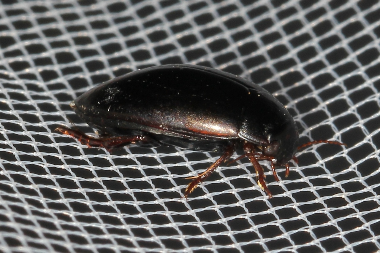 Ilybius sp