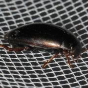 Ilybius sp