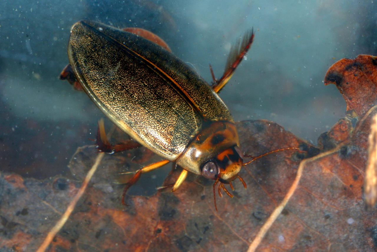 Rhantus suturalis (WS MacLeay, 1825) - Dytique picoté