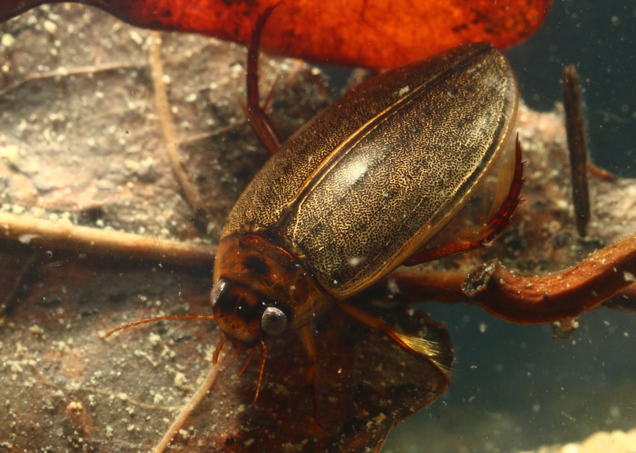 Rhantus suturalis (WS MacLeay, 1825) - Dytique picoté