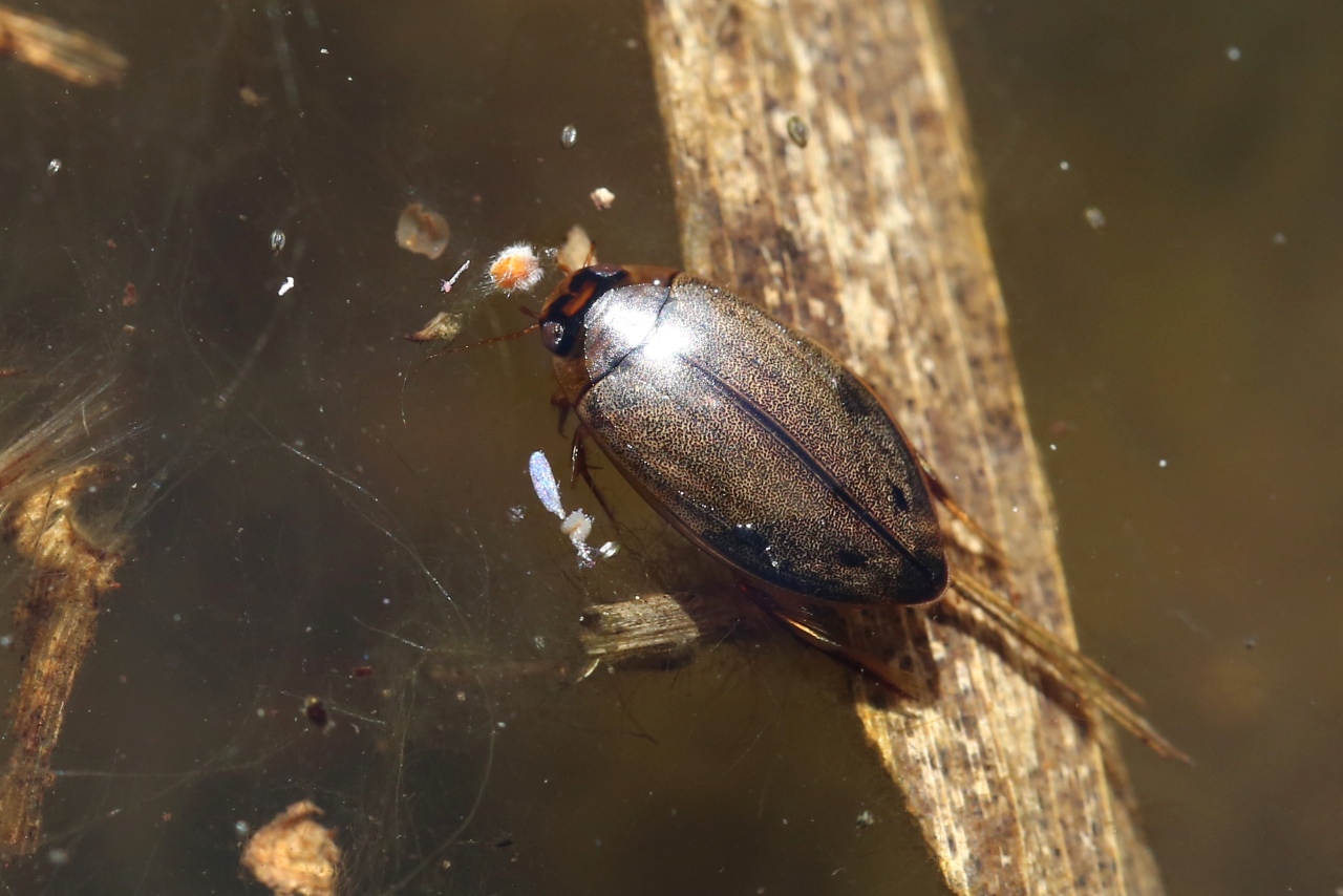 Rhantus suturalis (WS MacLeay, 1825) - Dytique picoté