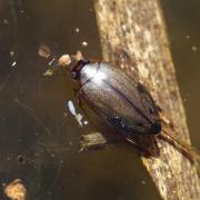 Rhantus suturalis (WS MacLeay, 1825) - Dytique picoté