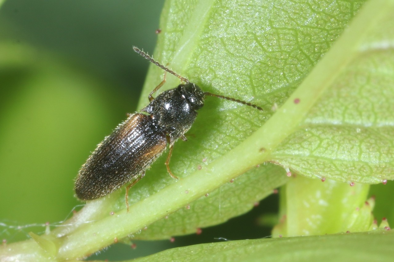 Adrastus sp 