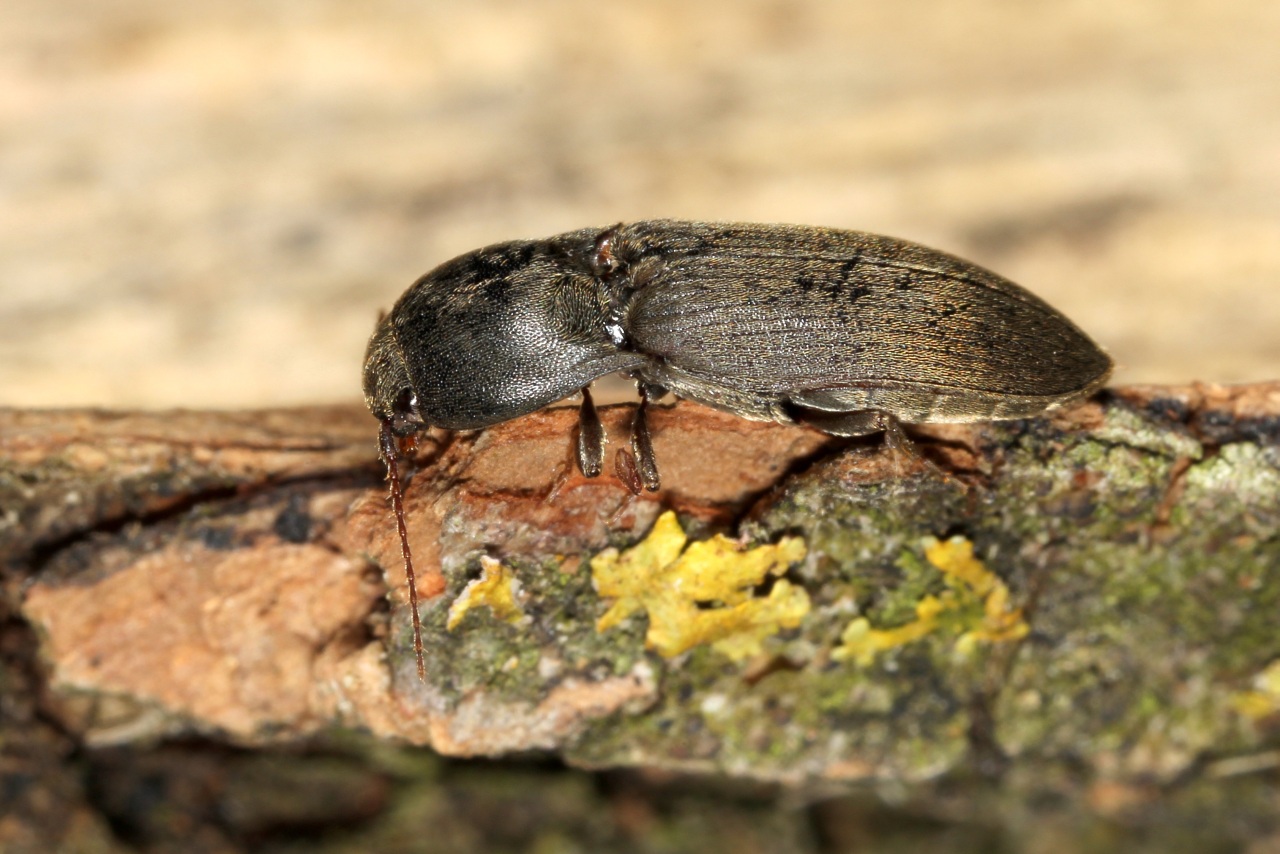 Agriotes obscurus (Linnaeus, 1758)