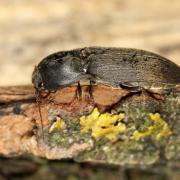 Agriotes obscurus (Linnaeus, 1758)