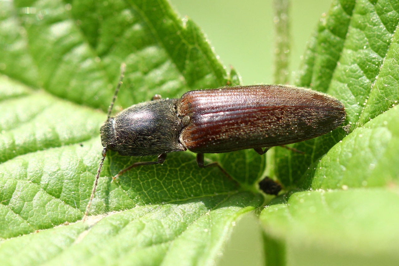 Agriotes obscurus (Linnaeus, 1758) 