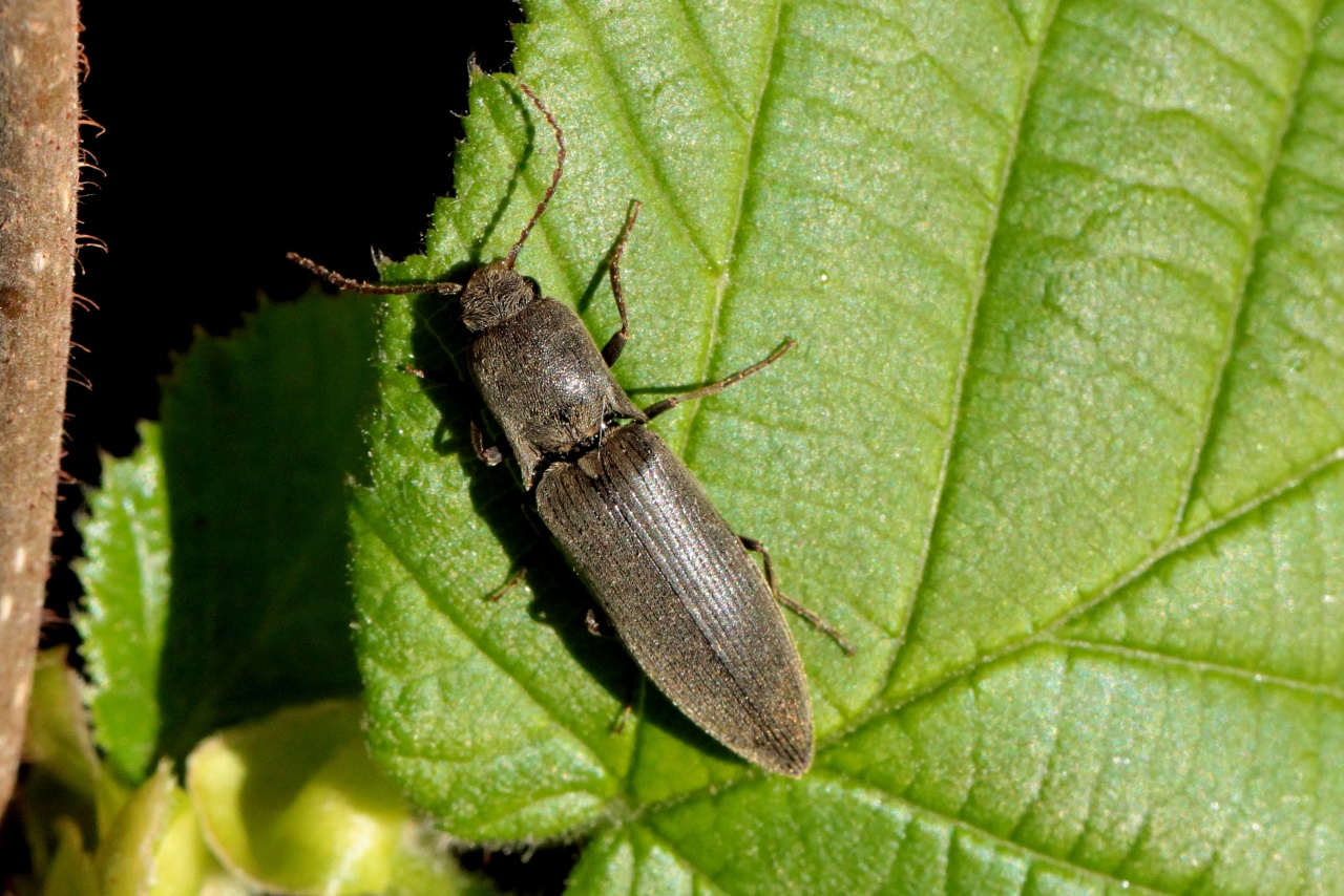 Agriotes pilosellus (Schönherr, 1817) 