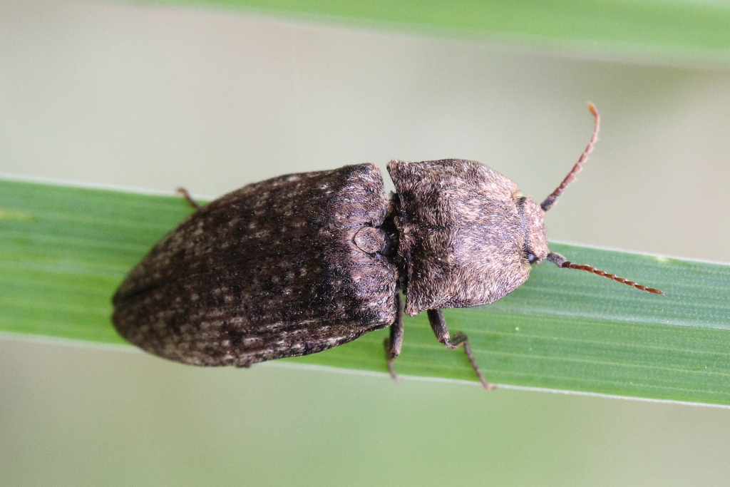 Agrypnus murinus (Linnaeus, 1758) - Taupin souris, Lacon souris