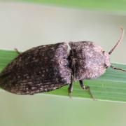 Agrypnus murinus (Linnaeus, 1758) - Taupin souris, Lacon souris