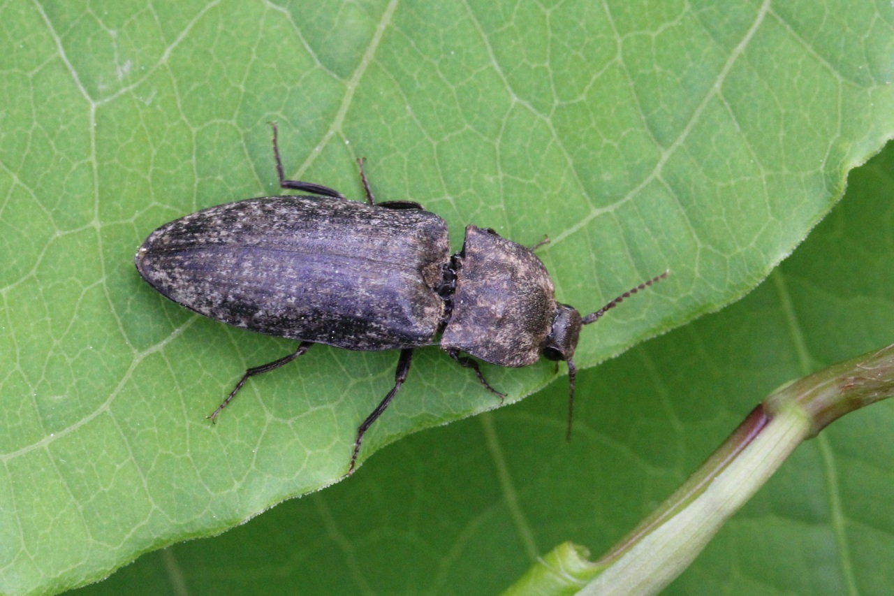 Agrypnus murinus (Linnaeus, 1758) - Taupin souris, Lacon souris