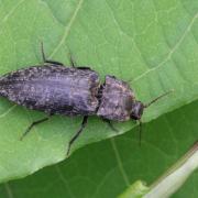 Agrypnus murinus (Linnaeus, 1758) - Taupin souris, Lacon souris